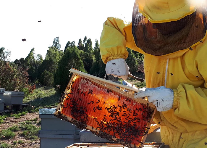 apicultor mel penyagolosa