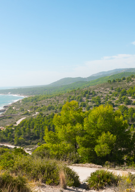 miel de sierra de irta